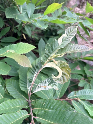 Sweet Chestnut