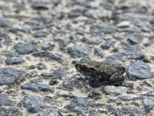 Spiny Toad