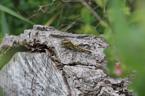 Black-tailed Skimmer