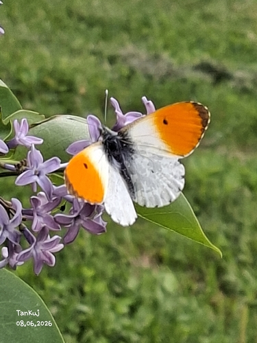 orange-tip