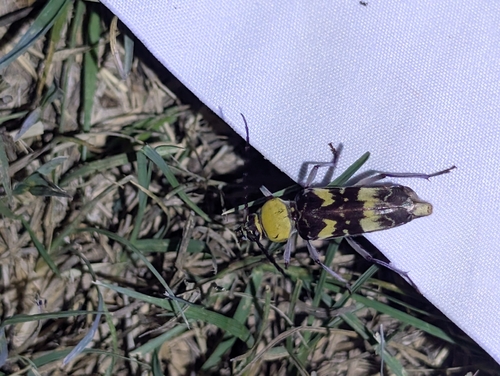 Megacyllene antennata