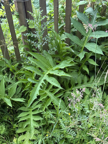 Cabbage Thistle