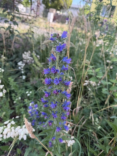 viper's-bugloss