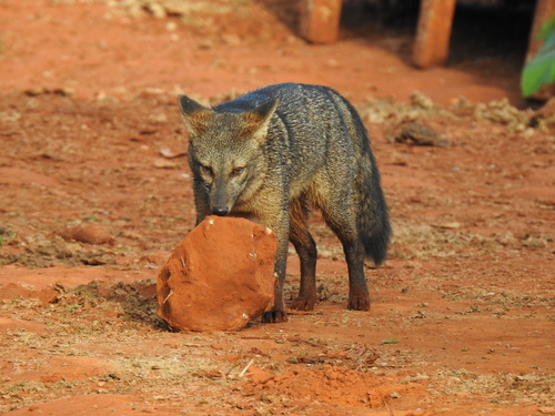 Crab-eating Fox