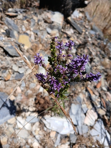 Daisy-leaved Toadflax