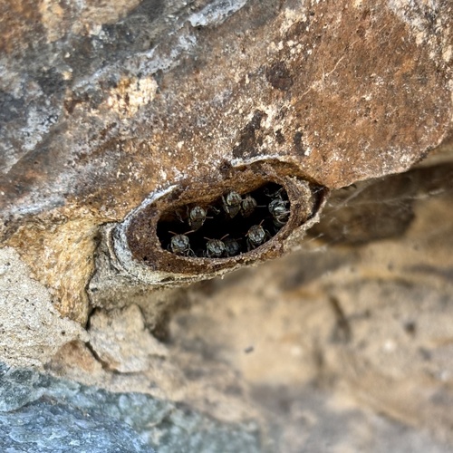 Nannotrigona testaceicornis