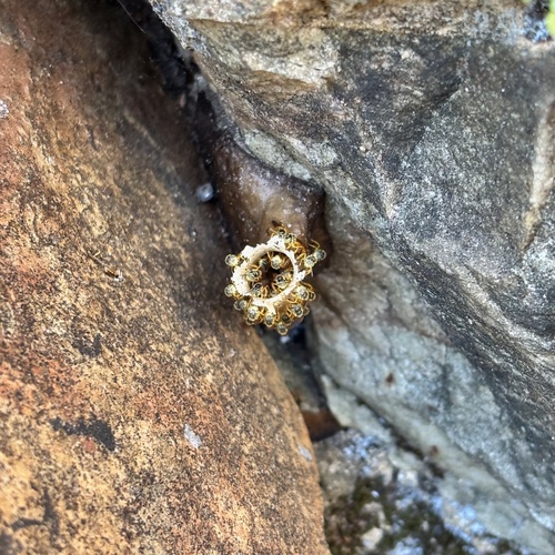 Narrow Stingless Bee