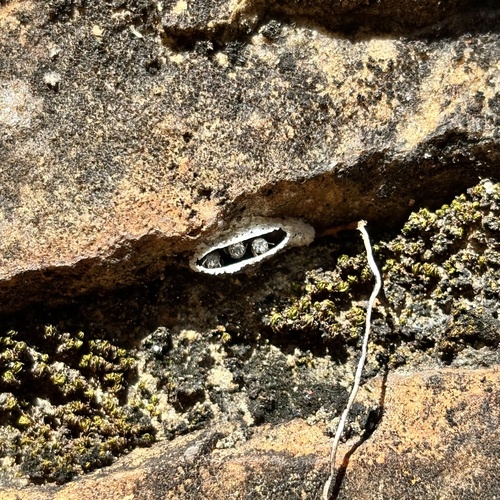 Schrottky's Stingless Bee