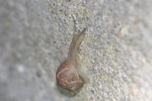 Garden Snail
