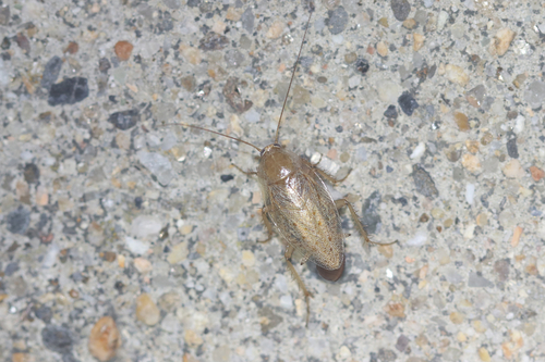 Tawny Cockroach