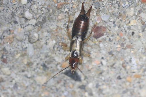 European Earwig