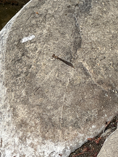 iNaturalist observation photo of Narrow-winged Damselflies
