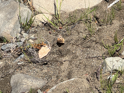 iNaturalist observation photo of Gray Buckeye