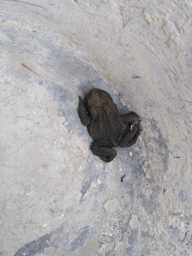 Spiny Toad