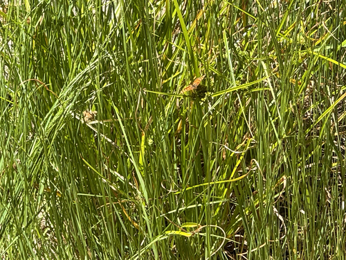 iNaturalist observation photo of Mylitta Crescent