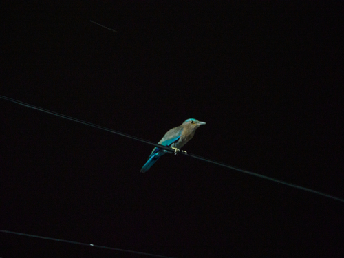 Indochinese Roller