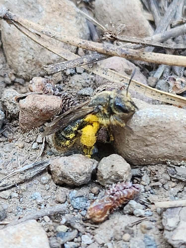 iNaturalist observation photo of Bees