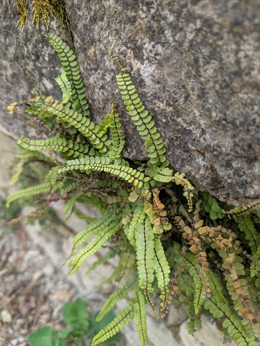 maidenhair spleenwort