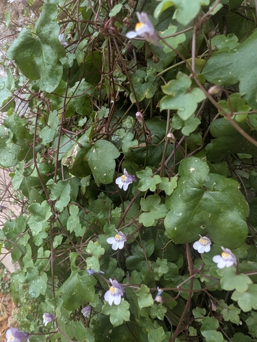 Ivy-leaved toadflax