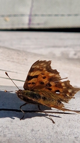 European Comma