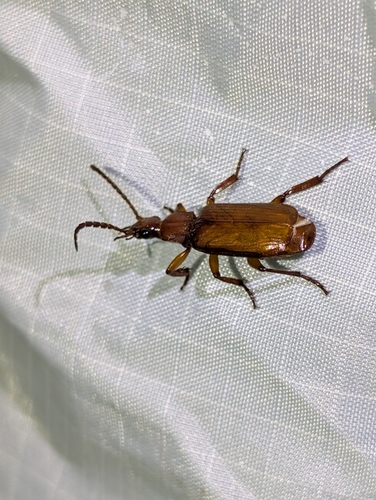 Flat-horned Ground Beetles