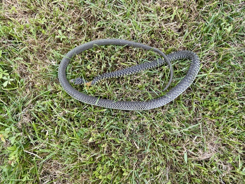 Green Whip Snake