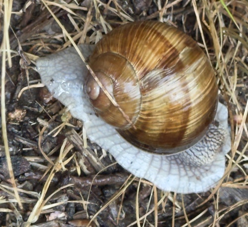 Roman Snail
