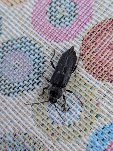 House Longhorn