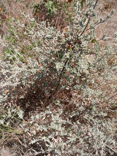 Basil-leaved Rockrose