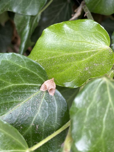 Clepsis dumicolana