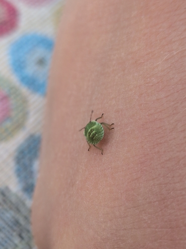 Green Shield Bug