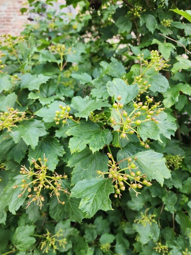 guelder-rose