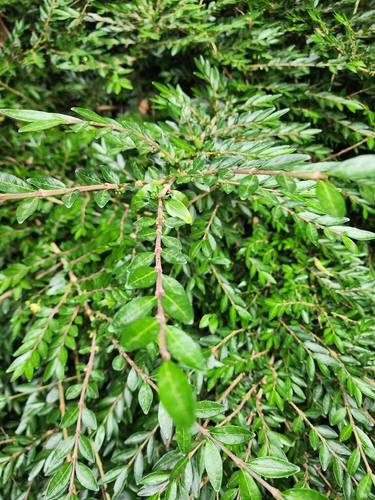 Boxleaf Honeysuckle