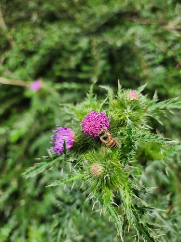Broad-winged Thistle