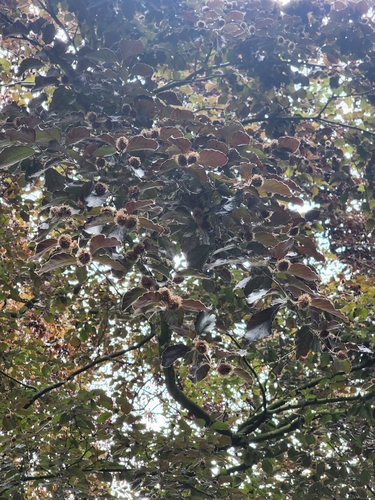 European beech