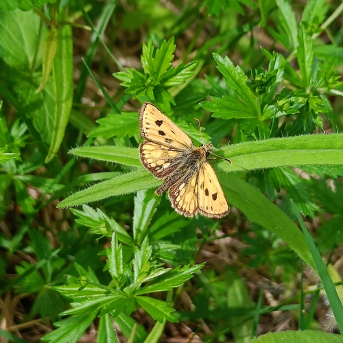 Northern Chequered Skipper
