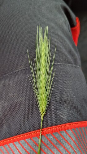 wall barley