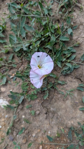 field bindweed