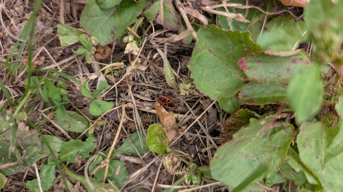 European Firebug