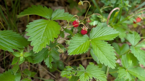 woodland strawberry