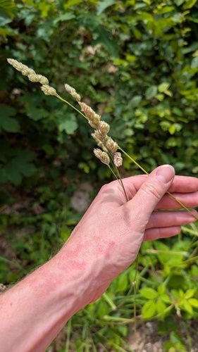 orchard grass