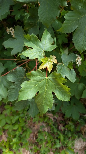 sycamore maple