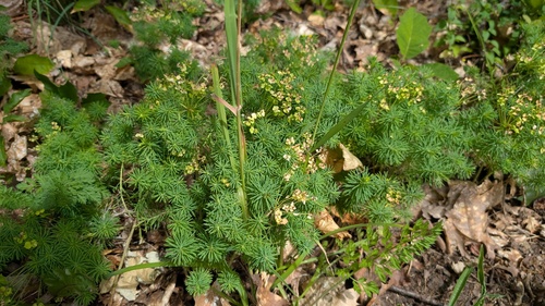 cypress spurge