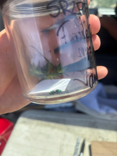 iNaturalist observation photo of Mason Bees
