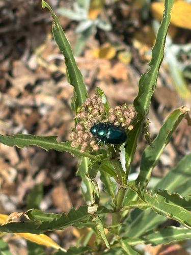 iNaturalist observation photo of Cobalt Milkweed Beetle