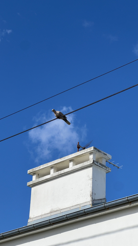 Eurasian Collared-Dove