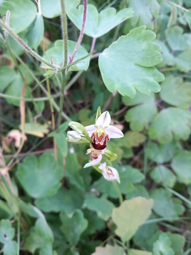 Bee Orchid