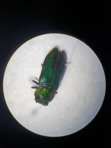 Anthaxia nitidula