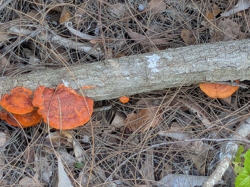Tropical Cinnabar Polypore