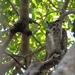 Yucatán Great Horned Owl - Photo (c) Ernesto Gómez, all rights reserved, uploaded by Ernesto Gómez